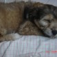 Cuando era un cachorrito :)